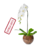Orquídea Em Vaso de Vidro
