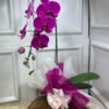 Orquídea Plantada Para Presente