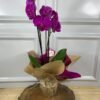 Orquídea Plantada Para Presente - Roxa