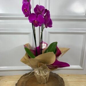 Orquídea Plantada Para Presente - Roxa