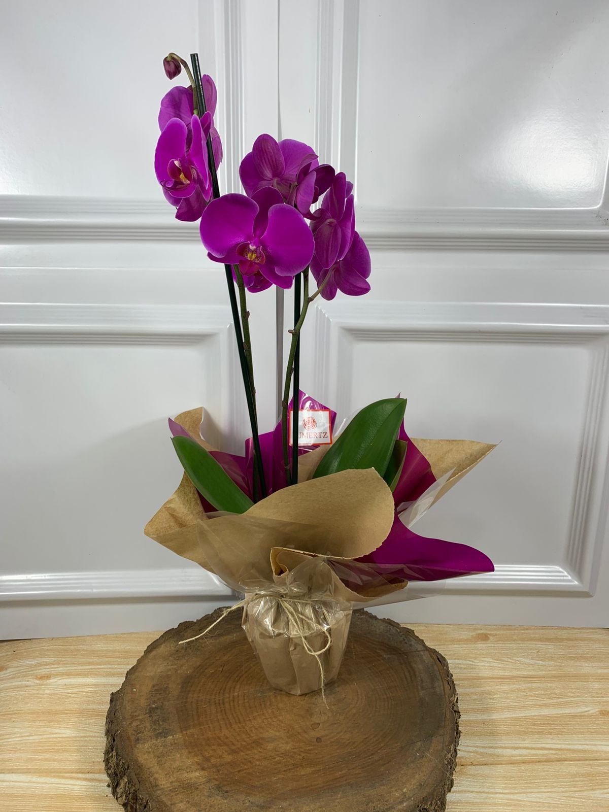 Orquídea Plantada Para Presente - Roxa