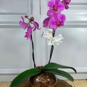 Orquídea Em Vaso de Vidro - Cor Variada