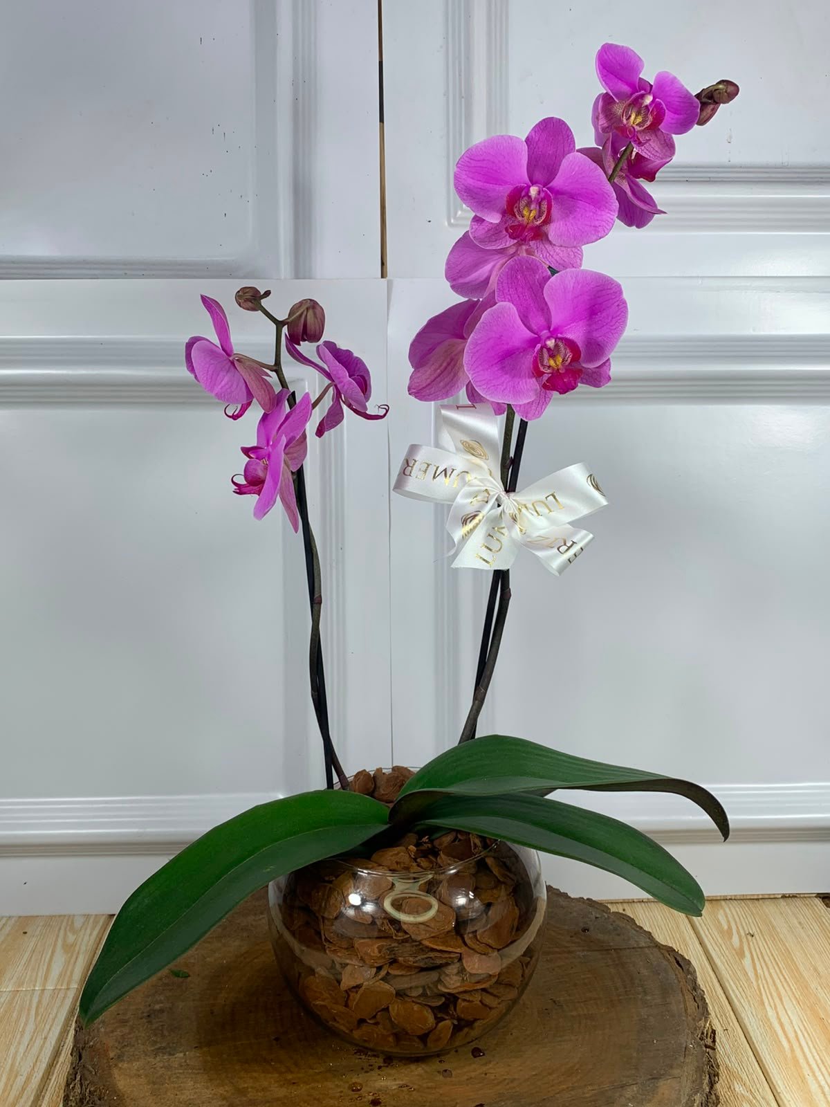 Orquídea Em Vaso de Vidro - Cor Variada