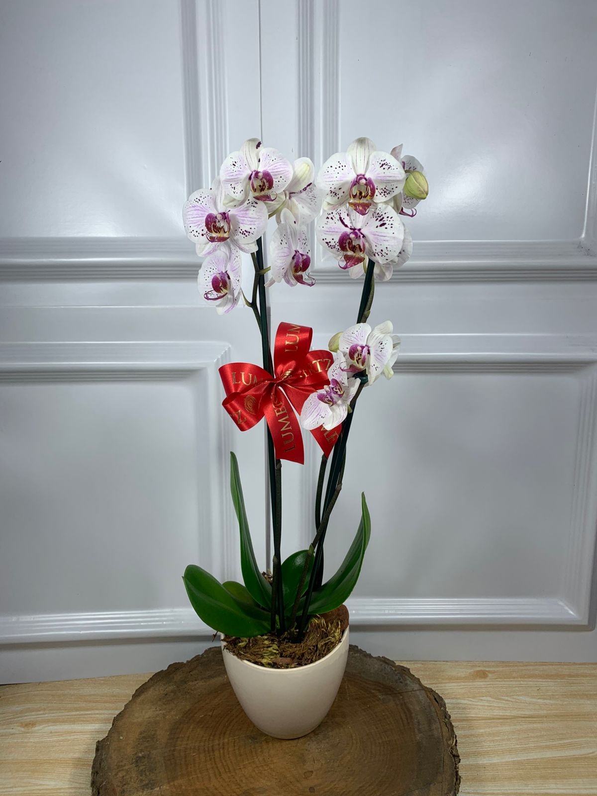 Orquídea em Cachepot de Cerâmica