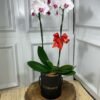 Box de Orquídea Plantada