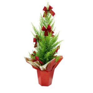 Árvore do Natal: Tuia Holandesa