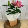 Lírio Oriental Rosa Plantado