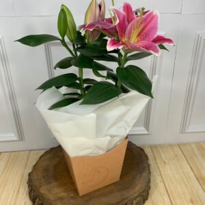 Lírio Oriental Rosa Plantado
