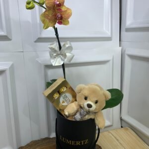 Orquídea em Box Com Urso 12cm e Ferrero Rocher 8 Unidades