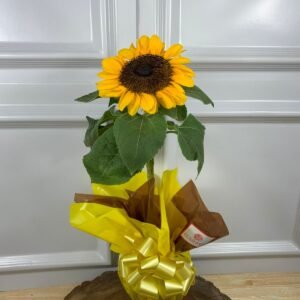 Girassol Plantado Para Presente