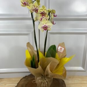 Orquídea Plantada Para Presente - Amarela