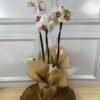 Orquídea Plantada Para Presente - Branca