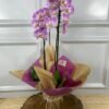 Orquídea Plantada Para Presente - Rosa