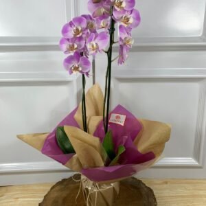Orquídea Plantada Para Presente - Rosa