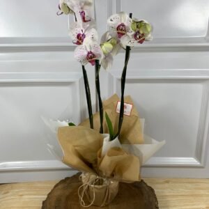 Orquídea Plantada Para Presente - Branca