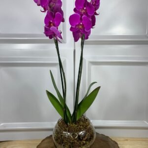 Orquídea Em Vaso de Vidro
