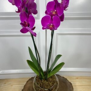 Alternative view of Orquídea Em Vaso de Vidro