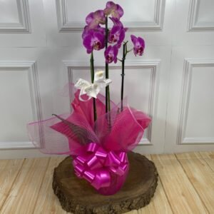 Orquídea Plantada Para Presente - Cor Variada (Rosa)