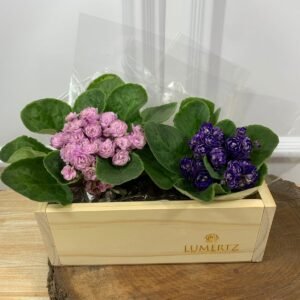 Box Madeira - Duas Violetas