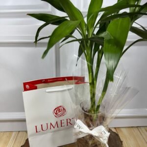 Arranjo Vaso de Vidro de 4 Galhos de Bambu da Sorte + Sacola Presente